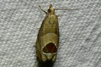 Notocelia uddmanniana