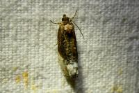 Apotomis betuletana