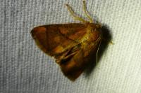 Apoda limacodes