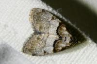 Nola cucullatella