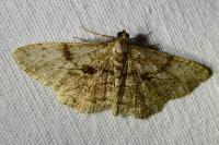Peribatodes rhomboidaria