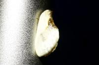 Cilix glaucata/hispanica