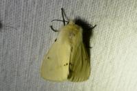 Spilarctia lutea
