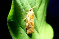 Archips xylosteana