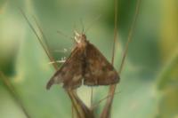 Pyrausta despicata
