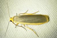 Nyea lurideola