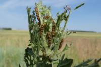 Tyria jacobaeae