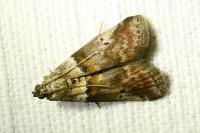 Acrobasis sodalella