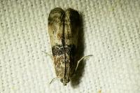 Sciota rhenella
