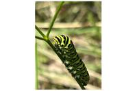 Papilio machaon