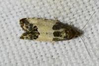 Spilonota ocellana