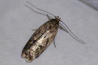 Hofmannophila pseudospretella