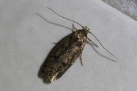 Hofmannophila pseudospretella