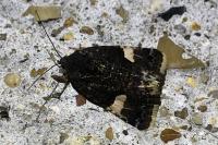 Tyta luctuosa