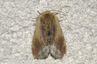Ptilodon cucullina