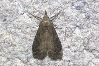 Schrankia