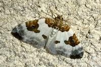 Plemyria rubiginata