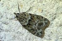 Eudonia mercurella