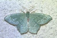 Hemithea aestivaria