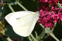 Pieris brassicae