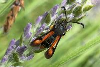 Pyropteron chrysidiforme