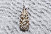 Scoparia pyralella