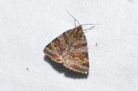 Euclidia glyphica