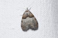 Nola cucullatella