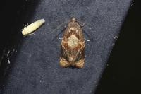 Ditula angustiorana