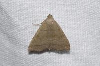Herminia tarsicrinalis