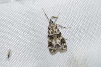 Eudonia delunella