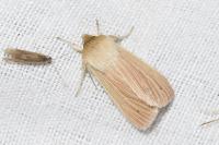 Mythimna pallens