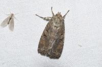 Fissipunctia ypsillon