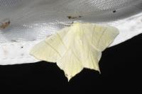 Ourapteryx sambucaria