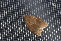 Archips rosana