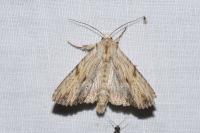 Apamea lithoxylaea