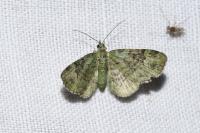 Pasiphila rectangulata