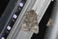 Acronicta megacephala