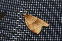 Clepsis rurinana