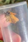 Thymelicus sylvestris