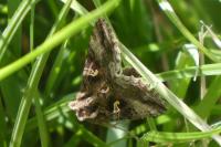 Autographa gamma