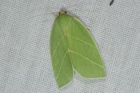 Bena bicolorana