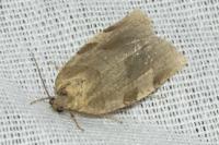 Choristoneura hebenstreitella