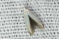 Coleophora