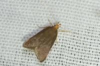 Crassa unitella