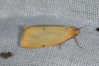 Cybosia mesomella