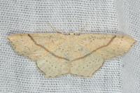 Cyclophora punctaria