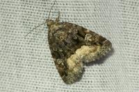 Deltote pygarga