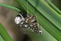 Elophila nymphaeata