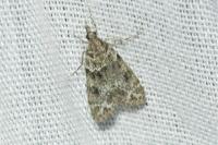 Eudonia mercurella